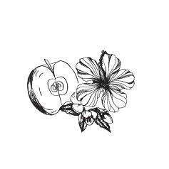Kaapse Khoi_Apple_Hibiscus_Love Story_Buchu Blends
