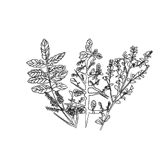Kaapse Khoi_Buchu Stem_Frankincense Stem_Myrrh Stem